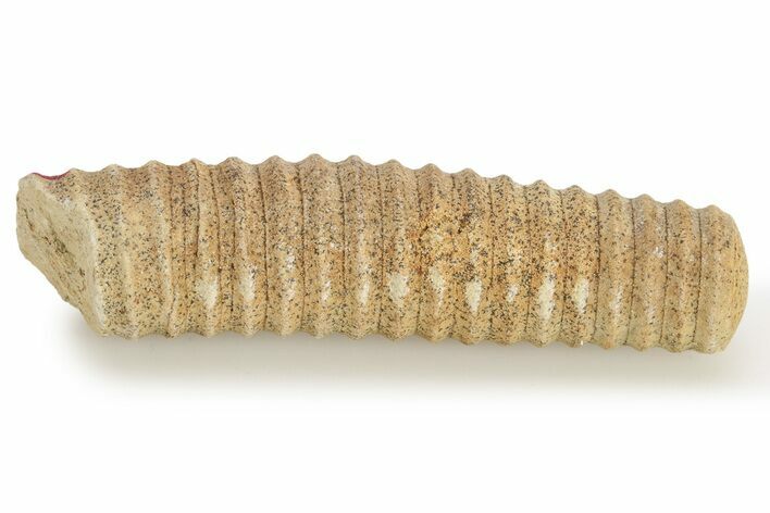 Ordovician Cephalopod (Anaspyroceras) Fossil - Wisconsin #221259